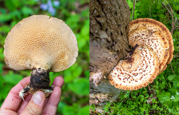 Polyporus squamosus