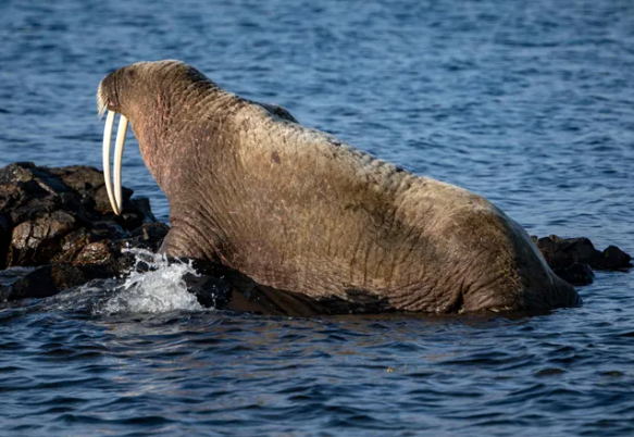 Baltic Sea wildlife
