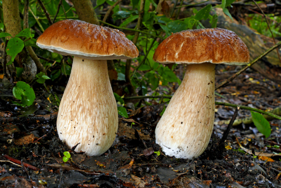 Edible wild fungi
